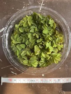 オオサンショウモ　水草　浮草