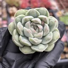 むーさん様 リクエスト 5点 まとめ商品