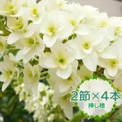 2026年最新】柏葉紫陽花の人気アイテム - メルカリ