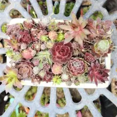 そのまま飾れる多肉植物寄せ植え こぼれ鉢 管理書付き - メルカリ