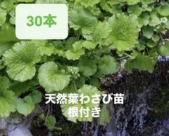 2026年最新】葉わさびの人気アイテム - メルカリ