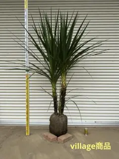 送料込み　ココスヤシ シルバーリーフ　株立ち　形状良　新築、鉢植え等に　現品 送料込み ココスヤシ ヤシの木 シルバーリーフ 庭木 新築、鉢植え等に