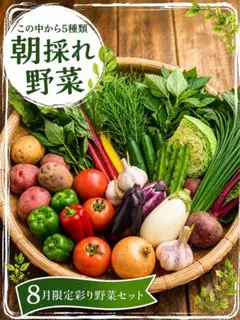 8/6発送 激安【8月彩り野菜セット】新鮮 朝採れ 産地直送　夏野菜のサムネイル