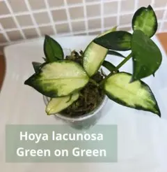の*ち様 0519 Hoya lacunosa silver full moon - メルカリ