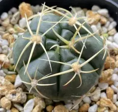 海王丸　ギムノカリキウム属　サボテン　観葉植物　多肉植物のサムネイル