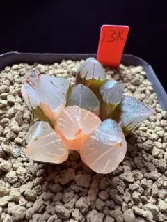 13k多肉植物 ハオルチア 鍾乳石錦 自家繁殖 抜き苗発送 8月25日取下