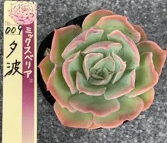多肉 眠り姫 抜き苗 ミックスベリア 多肉植物 おらいさん - メルカリ
