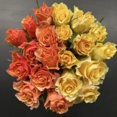 KEIKO様専用　30日発→2日19時〜21時着指定　品種おまかせ