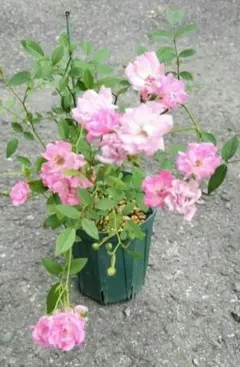 2.6までセール⑨☘️ミニバラ八重ピンク 2025.春.挿し木苗　3枚目の1苗