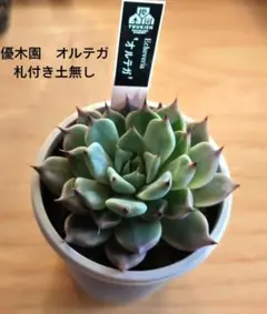 希少 はなさん苗 23コロラータ実生 札付き 多肉植物 希少 はなさん苗 23コロラータ実生 札付き 多肉植物 - メルカリ