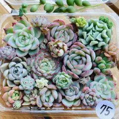75 多肉植物　多肉弁当　詰め合わせ　寄せ植え　セット　カット苗　韓国苗　セダム