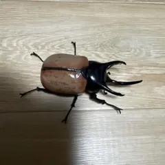 2025年最新】サンボンヅノカブトの人気アイテム - メルカリ