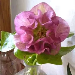 やむちゃん様専用