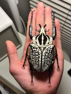 ②黒化大型　ゴライアス　メレアグリス ②黒化大型 ゴライアス メレアグリス ②黒化大型 ゴライアス