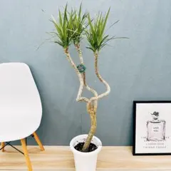 2025年最新】ドラセナ コンシンネの人気アイテム - メルカリ