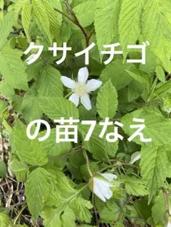 クサイチゴの苗、7苗です、農薬不使用、草いちご、木苺