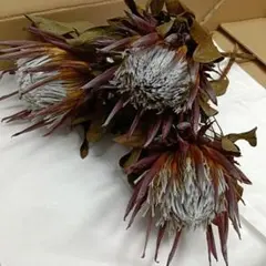 プロテア インテリア