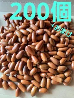 どんぐり　マテバシイ　200個+おまけ