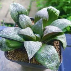 【激安】スプレンデンス　ハオルチア 良株　美株　多肉植物　観葉植物　紅葉　高品質のサムネイル