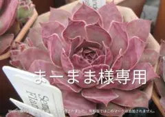 まーまま様専用　速達分　センペルビブムのサムネイル