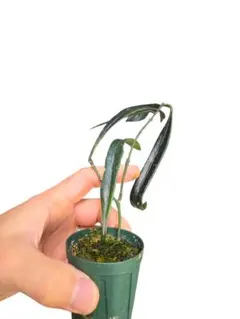 2026年最新】ホヤスラウェシアナの人気アイテム - メルカリ