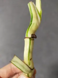 GINA☆様 リクエスト 2点 まとめ商品