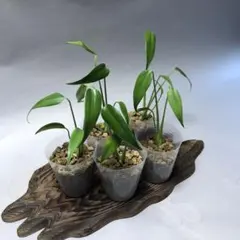 2026年最新】バールマルクスフレームの人気アイテム - メルカリ