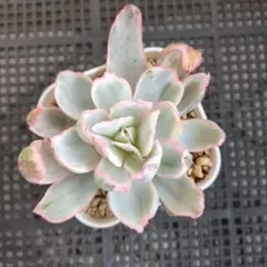 レナ＆リオ様 リクエスト 2点 まとめ商品