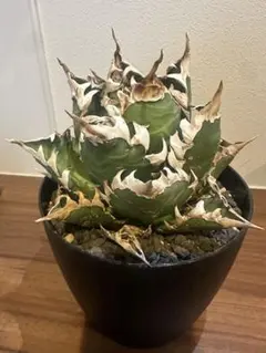 2026年最新】レッドキャットウィーズルの人気アイテム - メルカリ