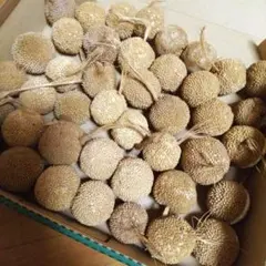 北海道 レッドオーク 穴あき どんぐり帽子 径約2.5㌢前後 40個 - メルカリ