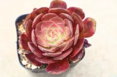 SALE※ アエオニウム サラダボール 1苗 抜き苗 多肉植物 - メルカリ
