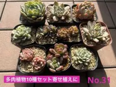 No.31 多肉植物10種セット 寄せ植えに