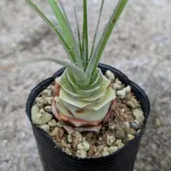 2025年最新】プヤ アルペストリスの人気アイテム - メルカリ