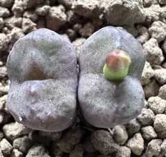 あ*ぴ様 No.n2コノフィツム　マウガニーハイブリッド　多肉植物　撮影9月20