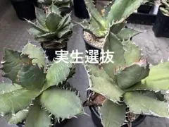 2026年最新】アガベ ホリダ 大株の人気アイテム - メルカリ