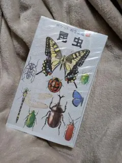 2026年最新】昆虫 標本 販売の人気アイテム - メルカリ