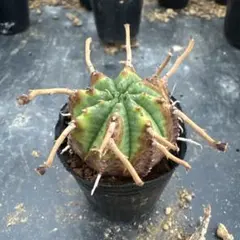 2025年最新】スーパーブラックバリダの人気アイテム - メルカリ