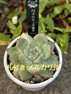 大株極上苗　小株つき　オーズプランツ　青典牡丹　札付き　鉢ごと 希少 O's PLANTSさん苗 青典牡丹 札付き 多肉植物 - メルカリ