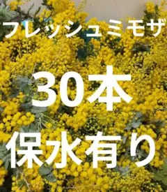 フレッシュミモザ　銀葉アカシア30本　保水有り追加1本100円