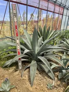 j*n様 アガベ アメリカーナ 斑入り アオノリュウゼツラン 鮮黄斑 超