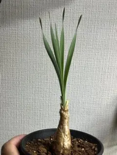 ブーファン　ハエマントイデス　実生苗 ブーファン ハエマントイデス | hanayoshi-botanical