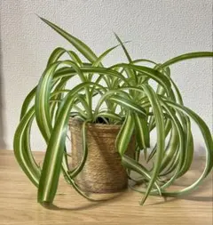 【月末20％オフセール】オリヅルラン ボニー 大型株 月末セール中】 オリヅルラン ボニー 大型株 手渡し