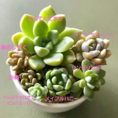 2025年最新】ぼのぼのさん苗の人気アイテム - メルカリ