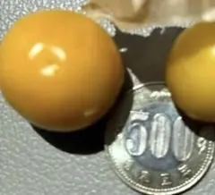 食用ほおずき苗 瀬戸ゴールド 食用高性ホウズキ 抜き苗2苗　高糖度のサムネイル