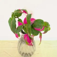 Shizu様 リクエスト 2点 まとめ商品