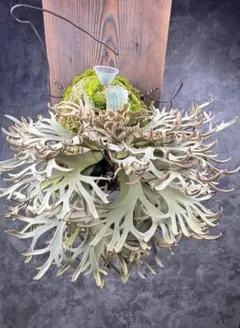 メルカリ便！P. willinckii ’Jenny’ TC 2121 メルカリ便！P. willinckii 'Jenny' TC 2121