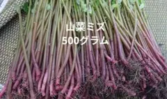 山菜 ミズ 600g 新潟県産 採れたて新鮮発送 - メルカリ