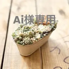 多肉植物寄せ植え❤︎そのまま飾れる❤︎専用
