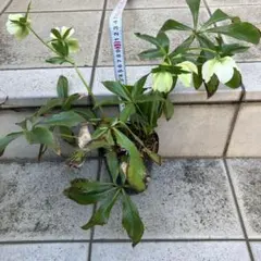 Niko☆8様 リクエスト 2点 まとめ商品