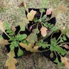 Moonbeam様 リクエスト 2点 まとめ商品